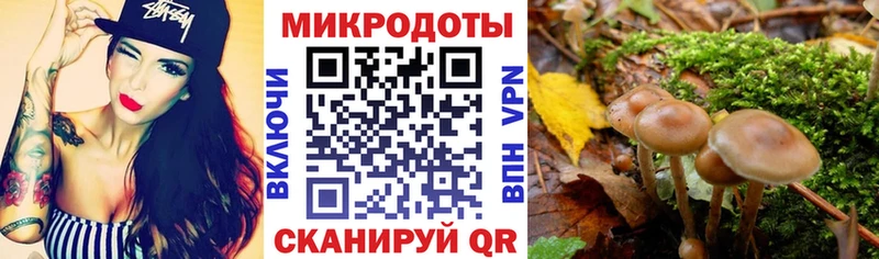 Псилоцибиновые грибы Psilocybe  Моршанск 
